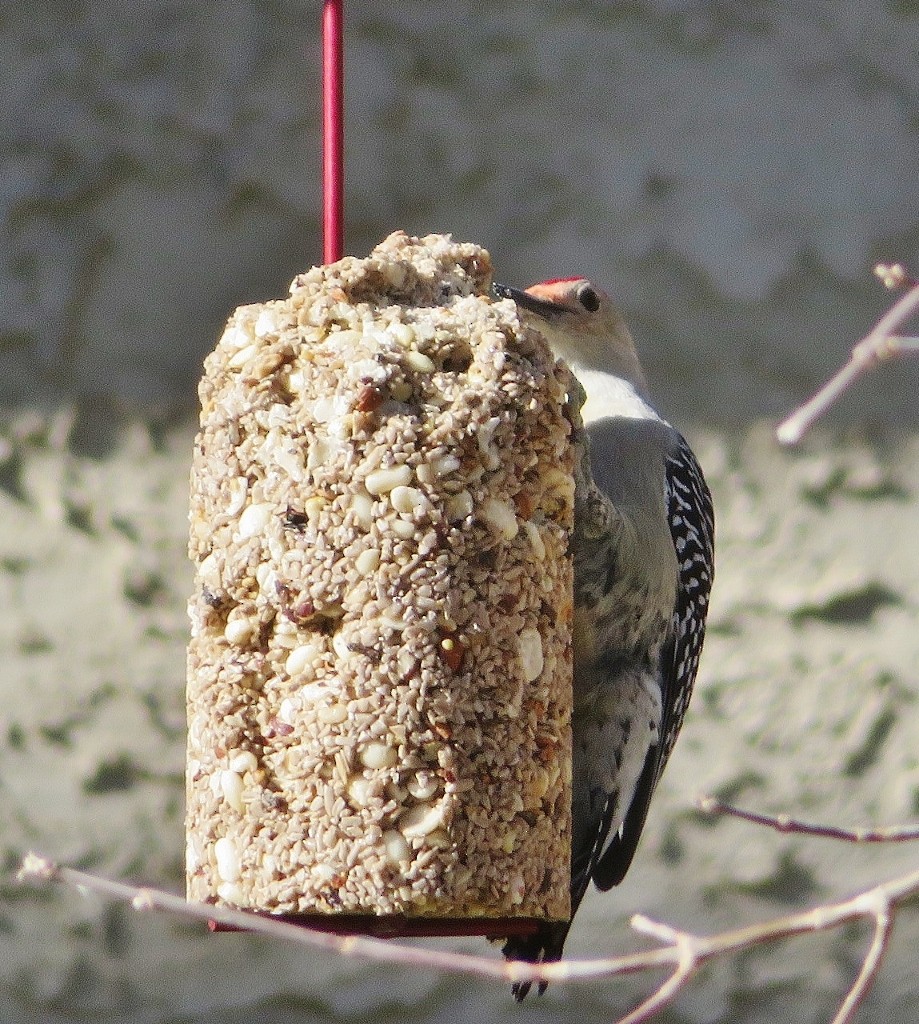 Red-bellied Woodpecker - ML381568081