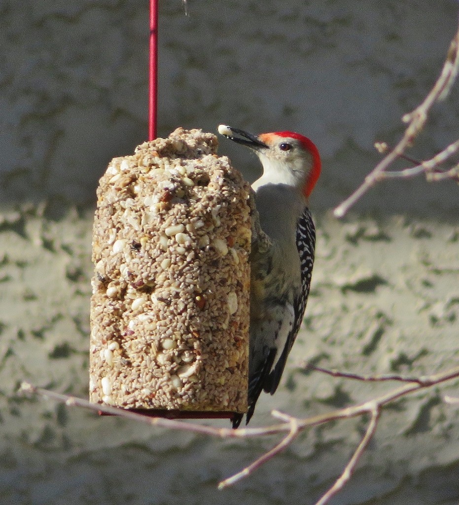 Red-bellied Woodpecker - ML381568101