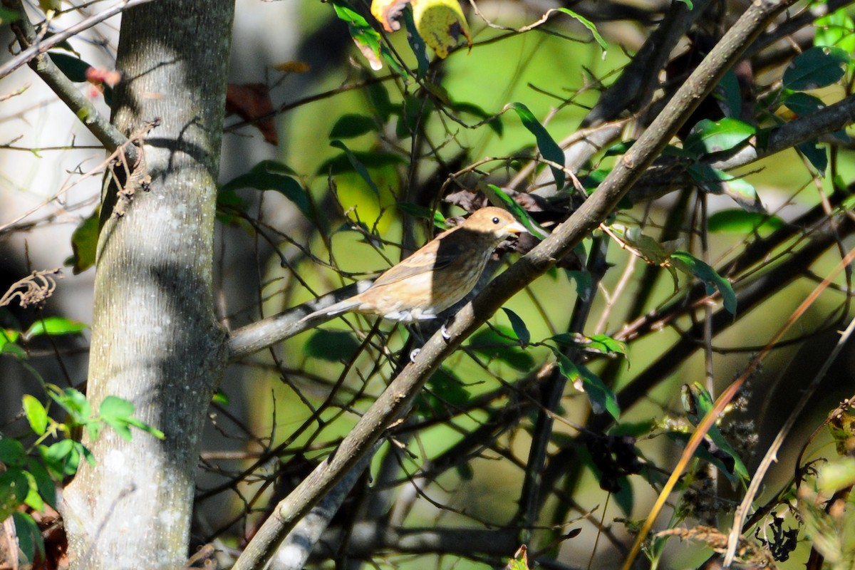 Indigo Bunting - ML381568391