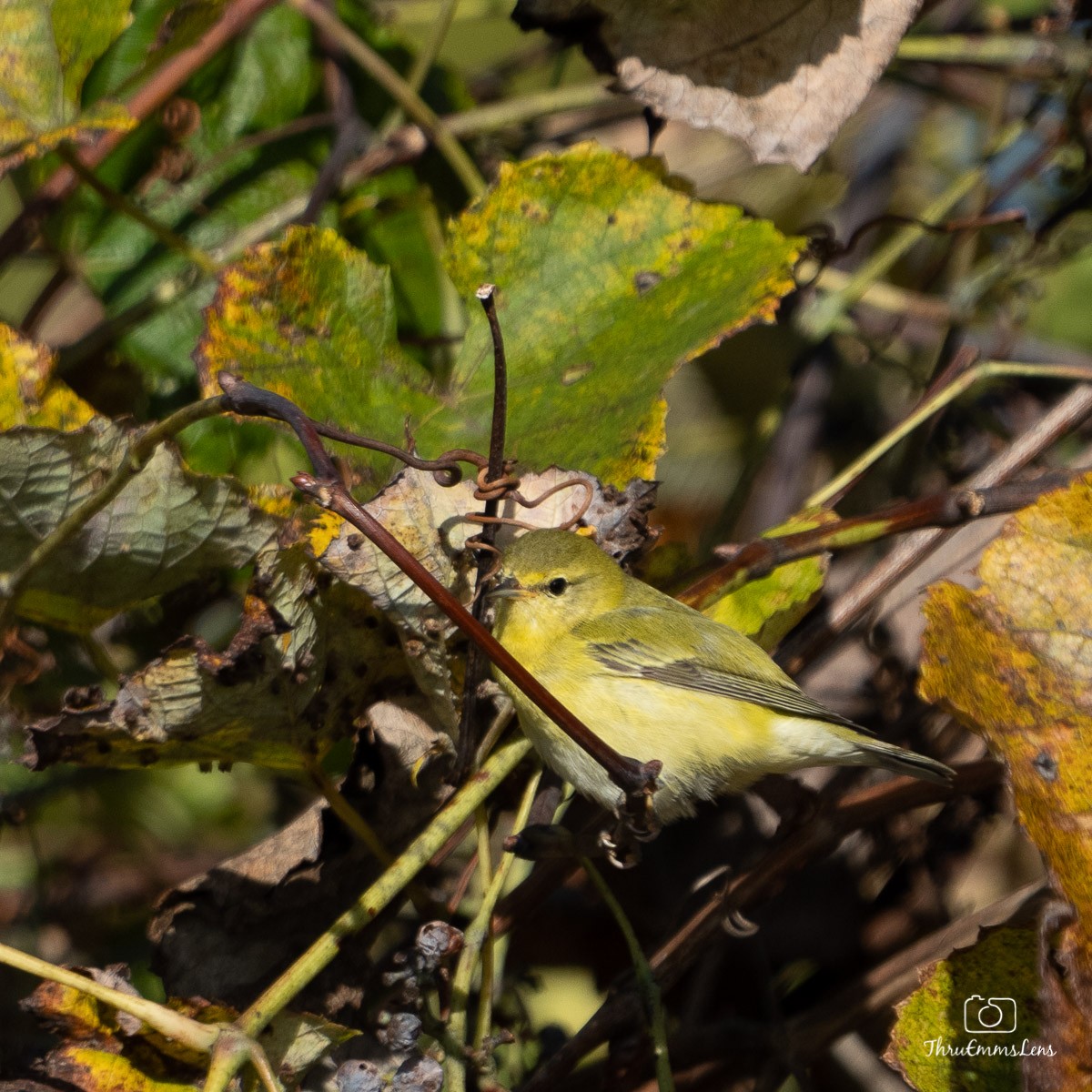 Tennessee Warbler - Menashe Lichtenstein