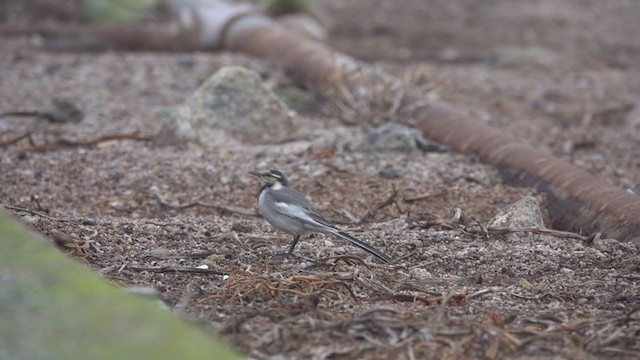 konipas bílý (ssp. lugens) - ML381570061