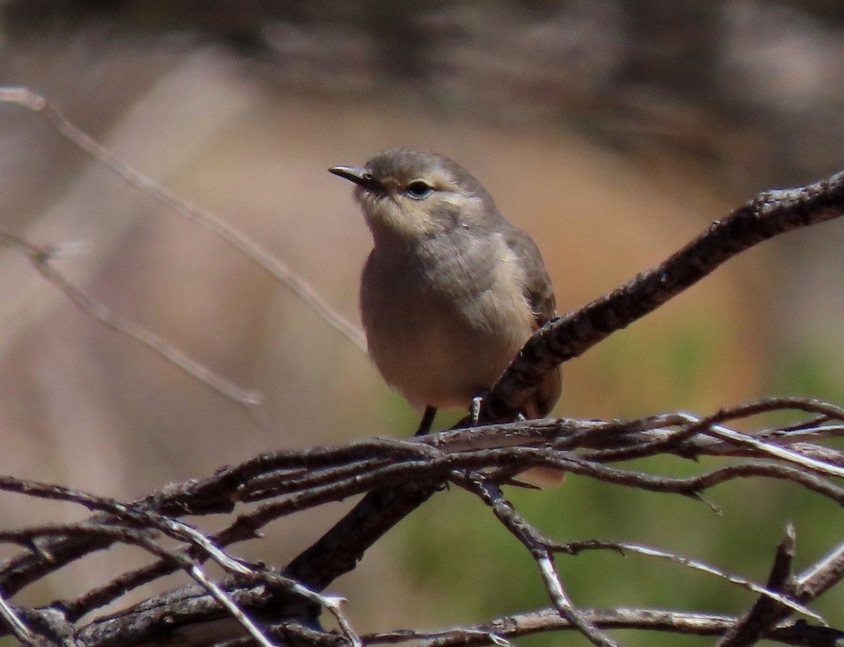 Black-eared Cuckoo - Peter J. Taylor