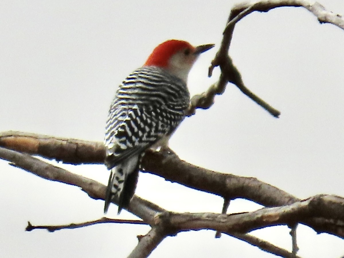 Red-bellied Woodpecker - ML381572081