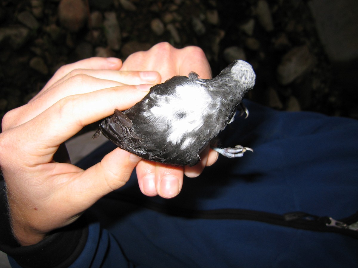 White-capped Dipper - ML381572691