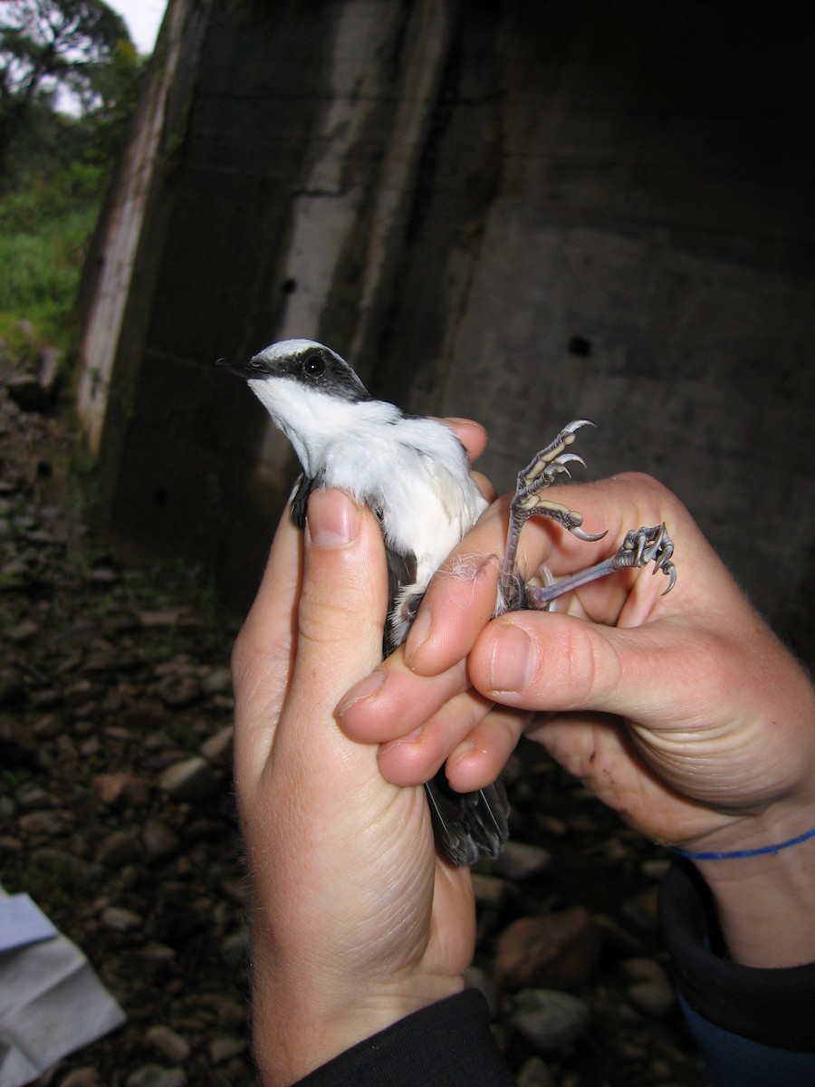 Weißkopf-Wasseramsel - ML381572701