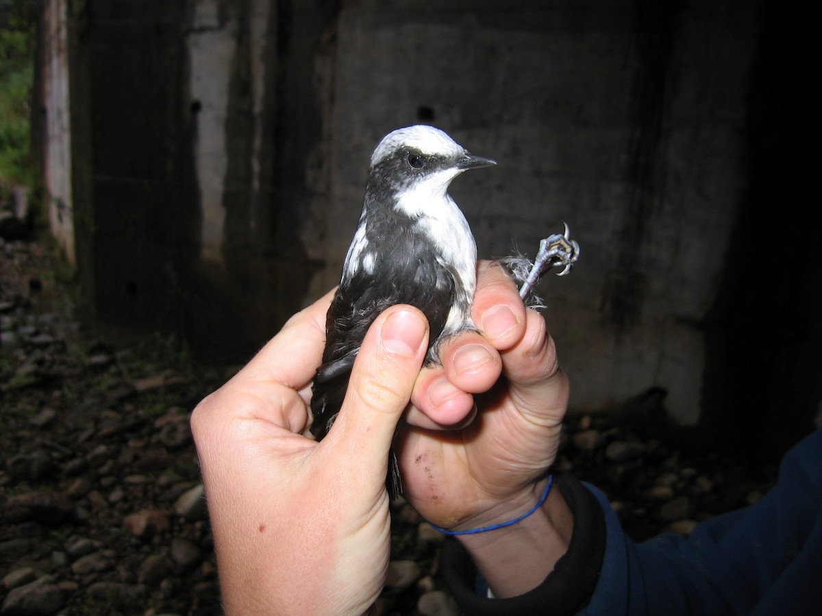 White-capped Dipper - ML381572711