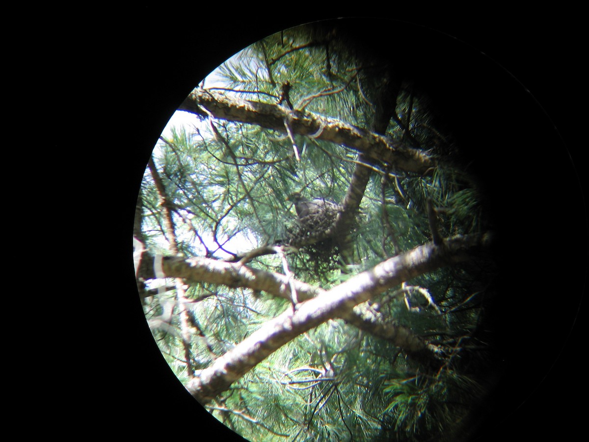 Band-tailed Pigeon - ML381572991