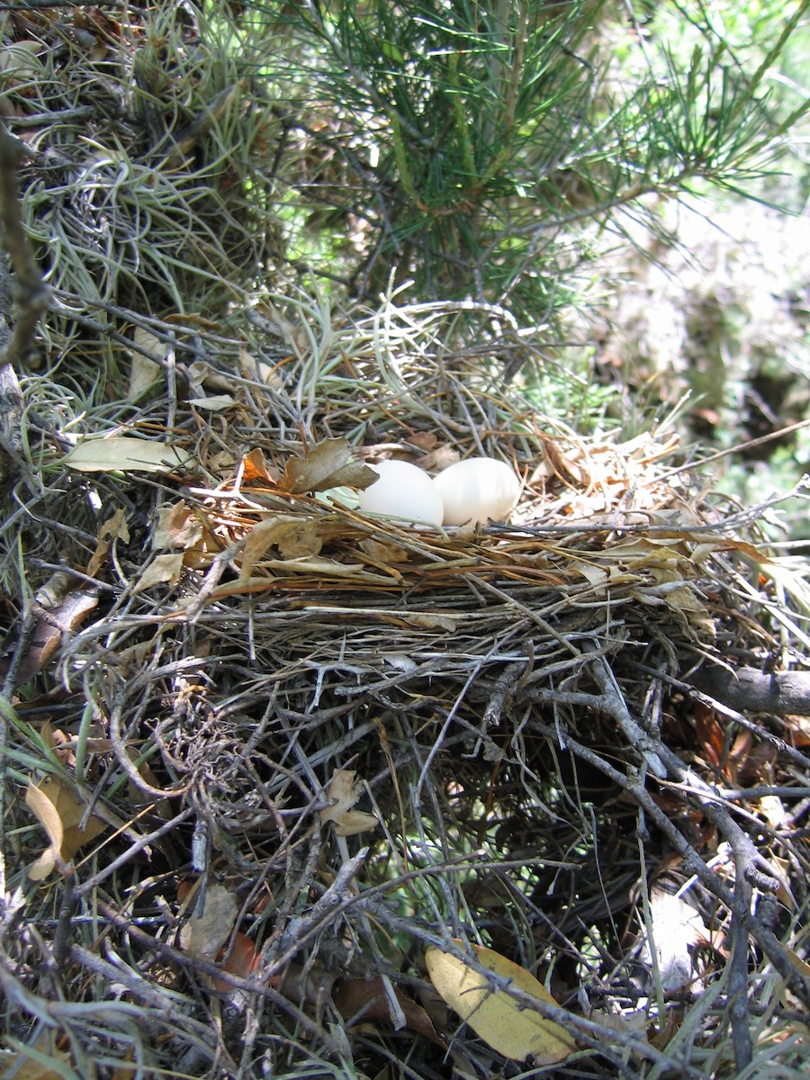 White-tipped Dove - ML381573291