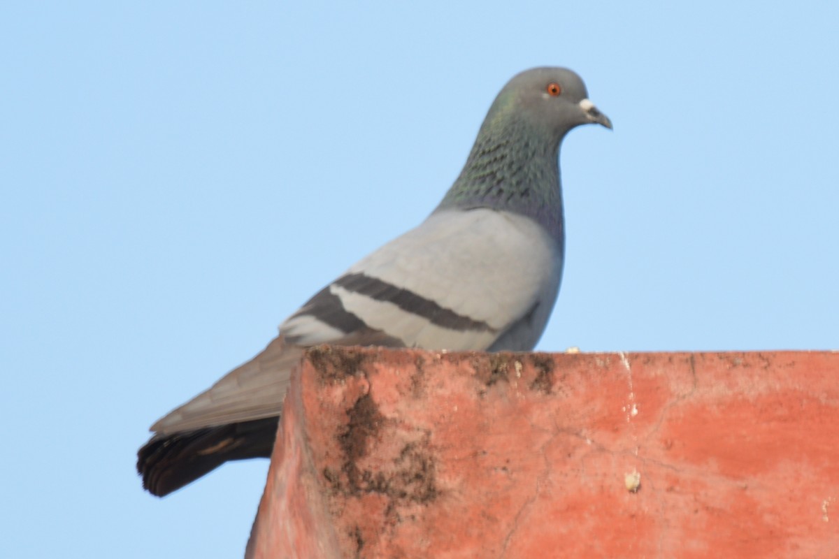 Rock Pigeon (Feral Pigeon) - ML381573741