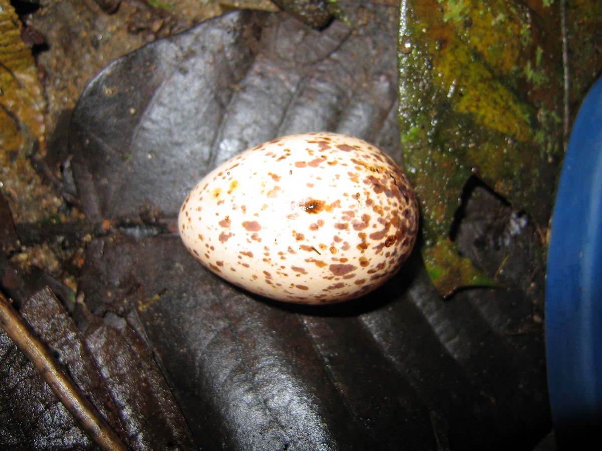 Andean Cock-of-the-rock - Eliot Miller