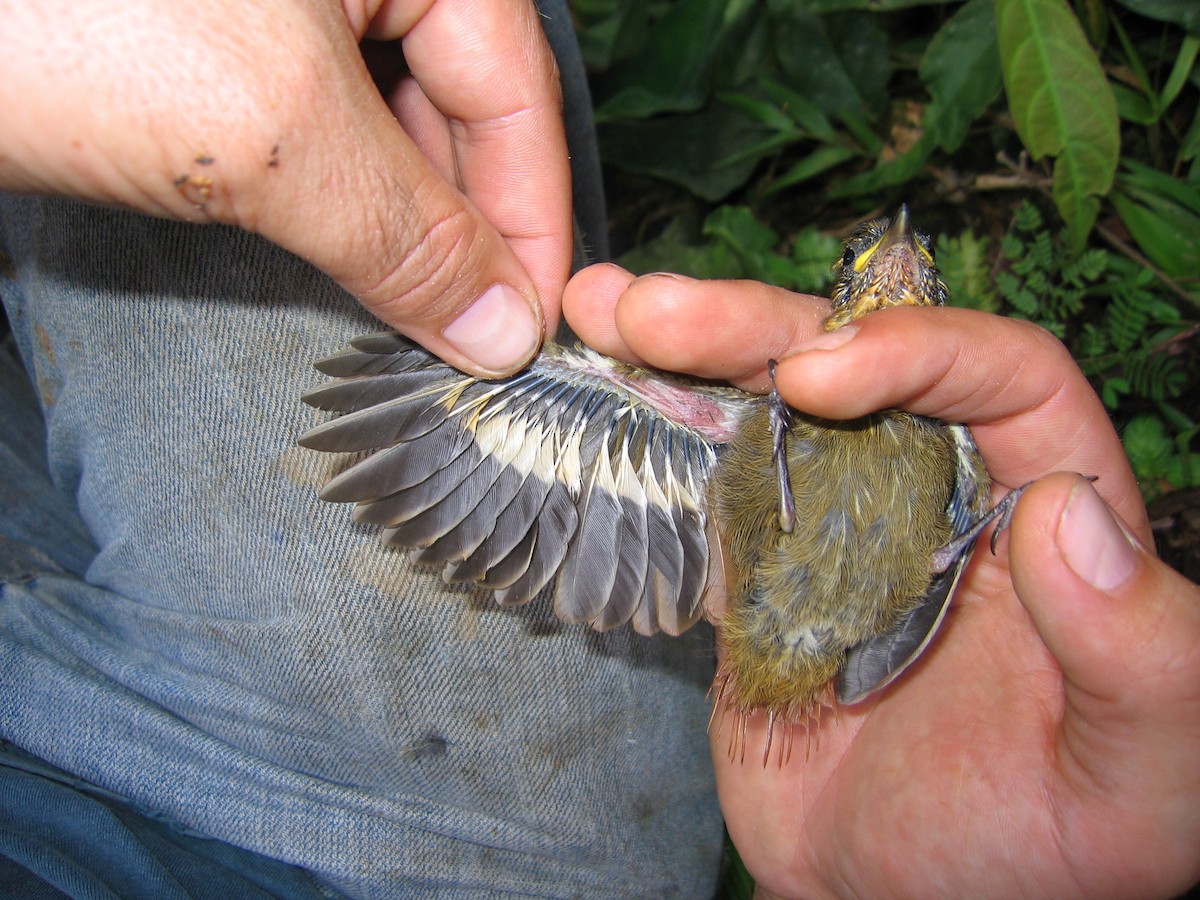 Wedge-billed Woodcreeper - Eliot Miller