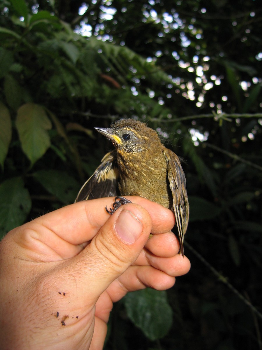 Wedge-billed Woodcreeper - ML381574681