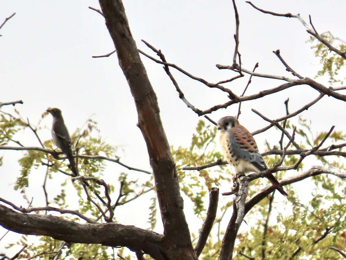 American Kestrel - ML381575611