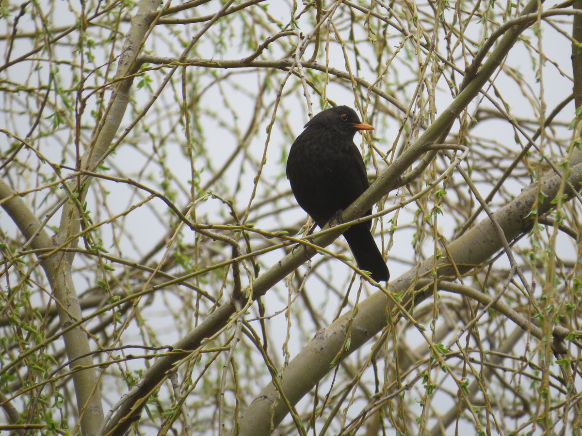 Eurasian Blackbird - ML38157731