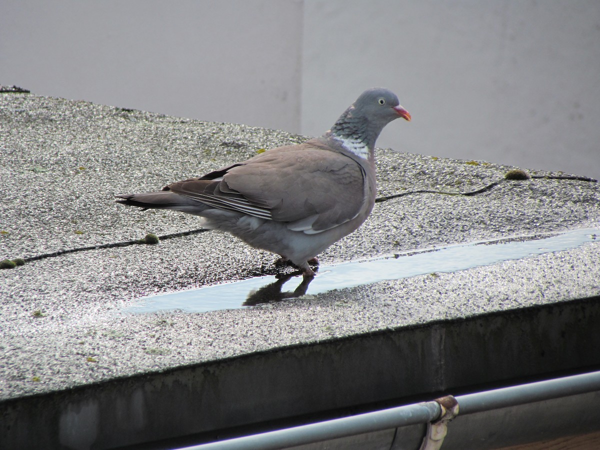 Common Wood-Pigeon - ML381577731