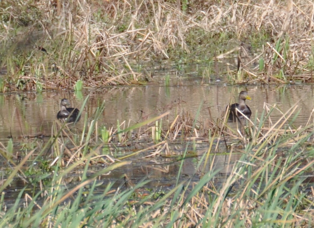 American Black Duck - N Roemer