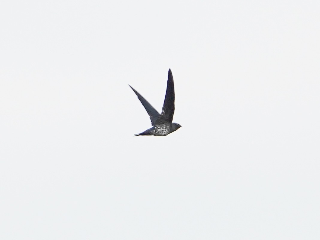 Plume-toed Swiftlet - ML381581431