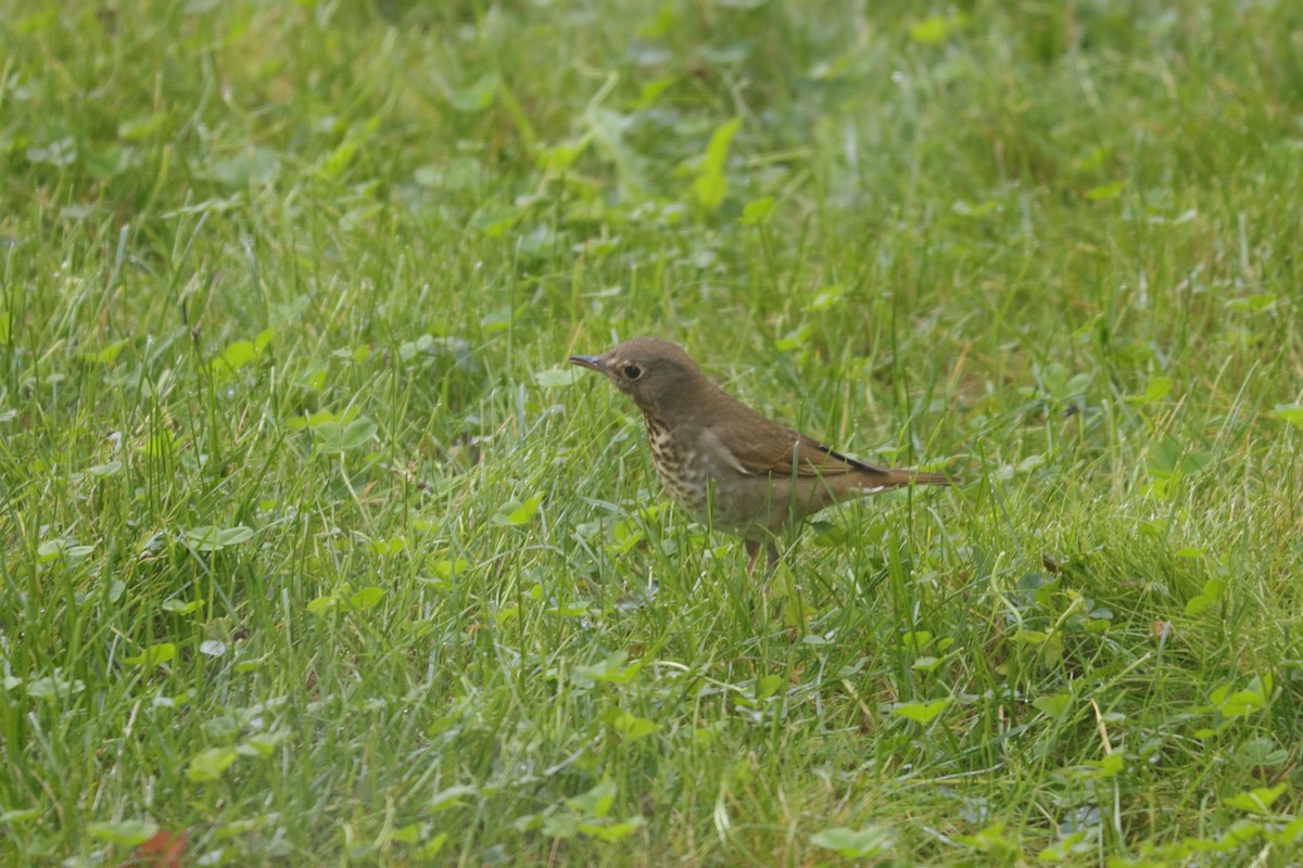 eBird Checklist - 8 Oct 2021 - Colton's backyard (general location) - 4 ...