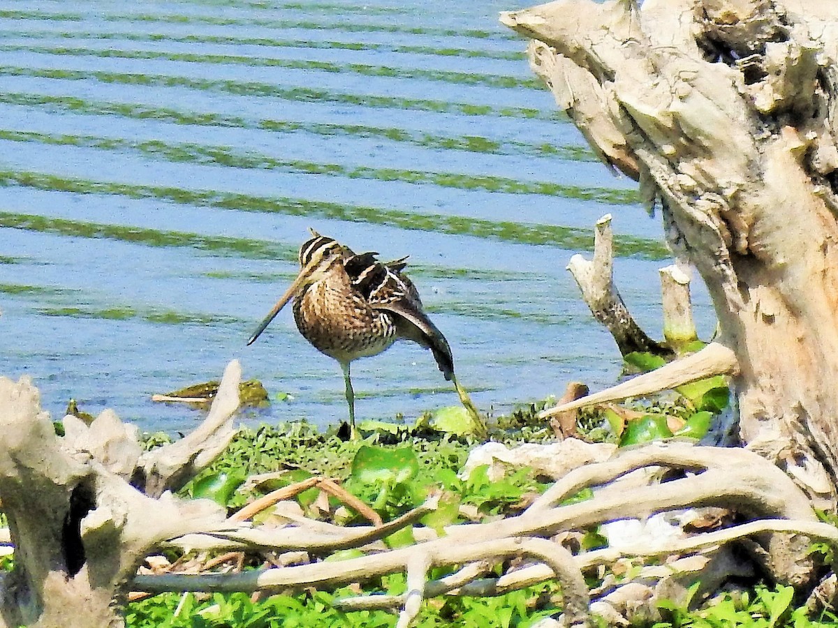 Common Snipe - ML381582381