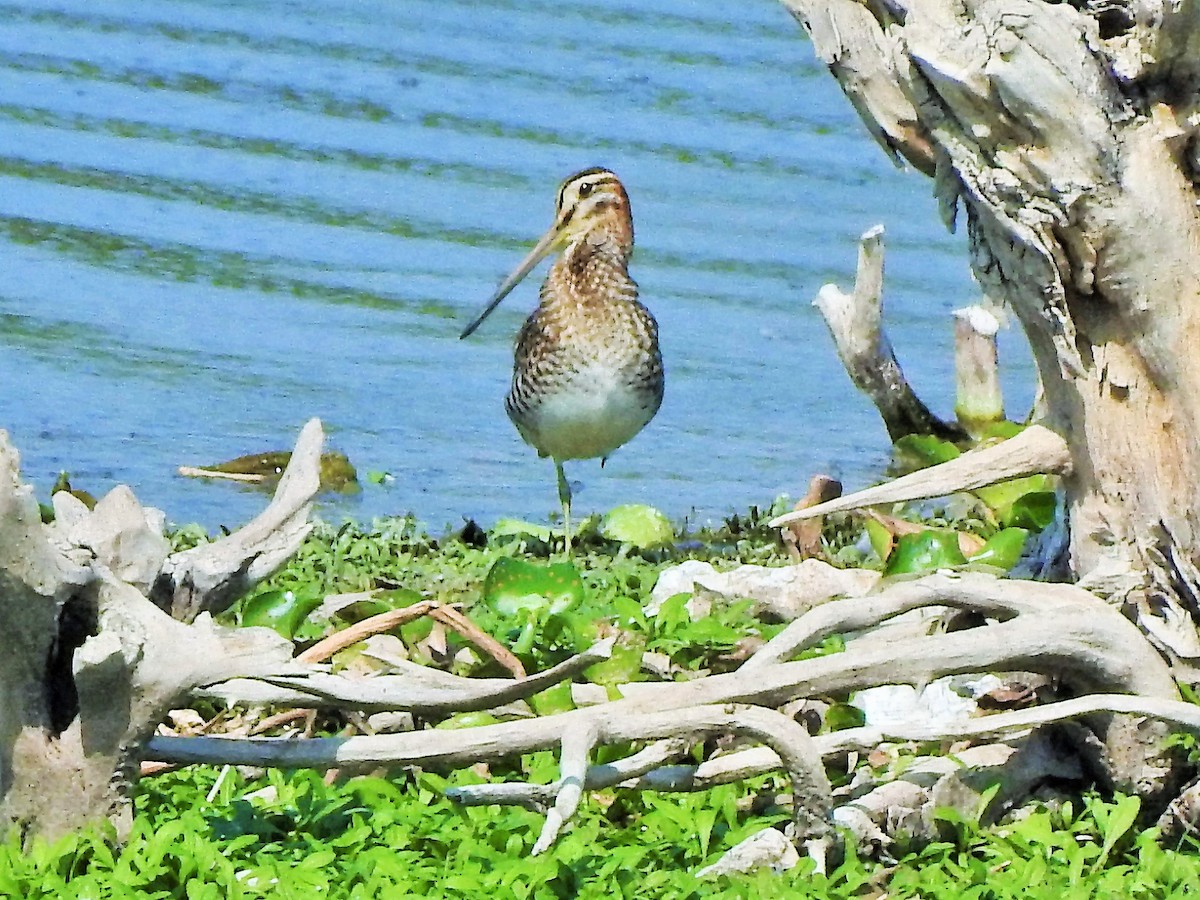 Common Snipe - Arulvelan Thillainayagam