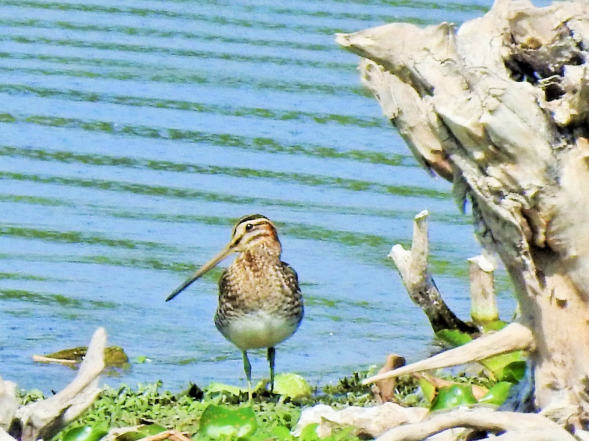 Common Snipe - Arulvelan Thillainayagam