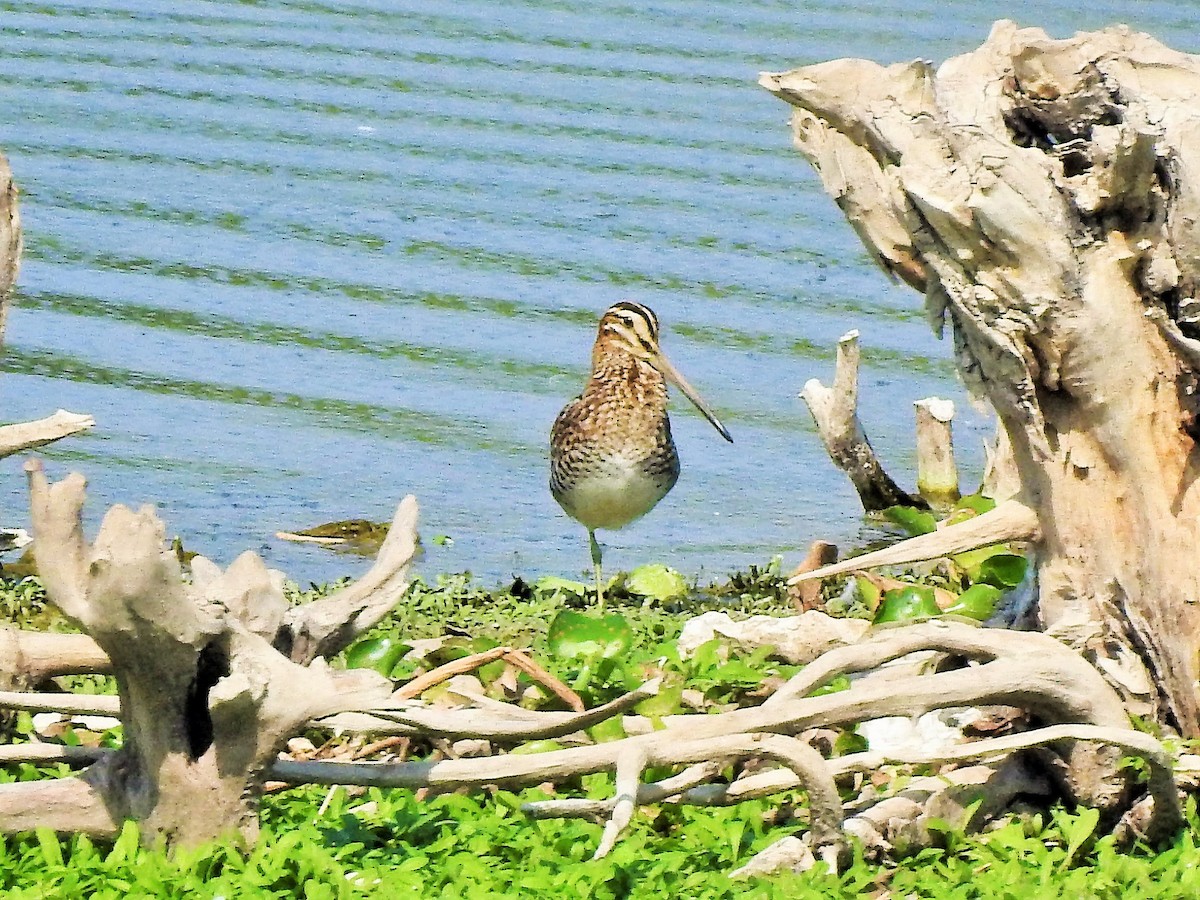 Common Snipe - ML381582441