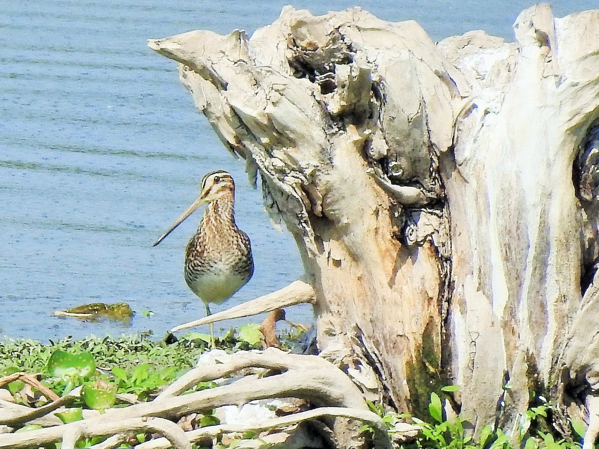 Common Snipe - Arulvelan Thillainayagam