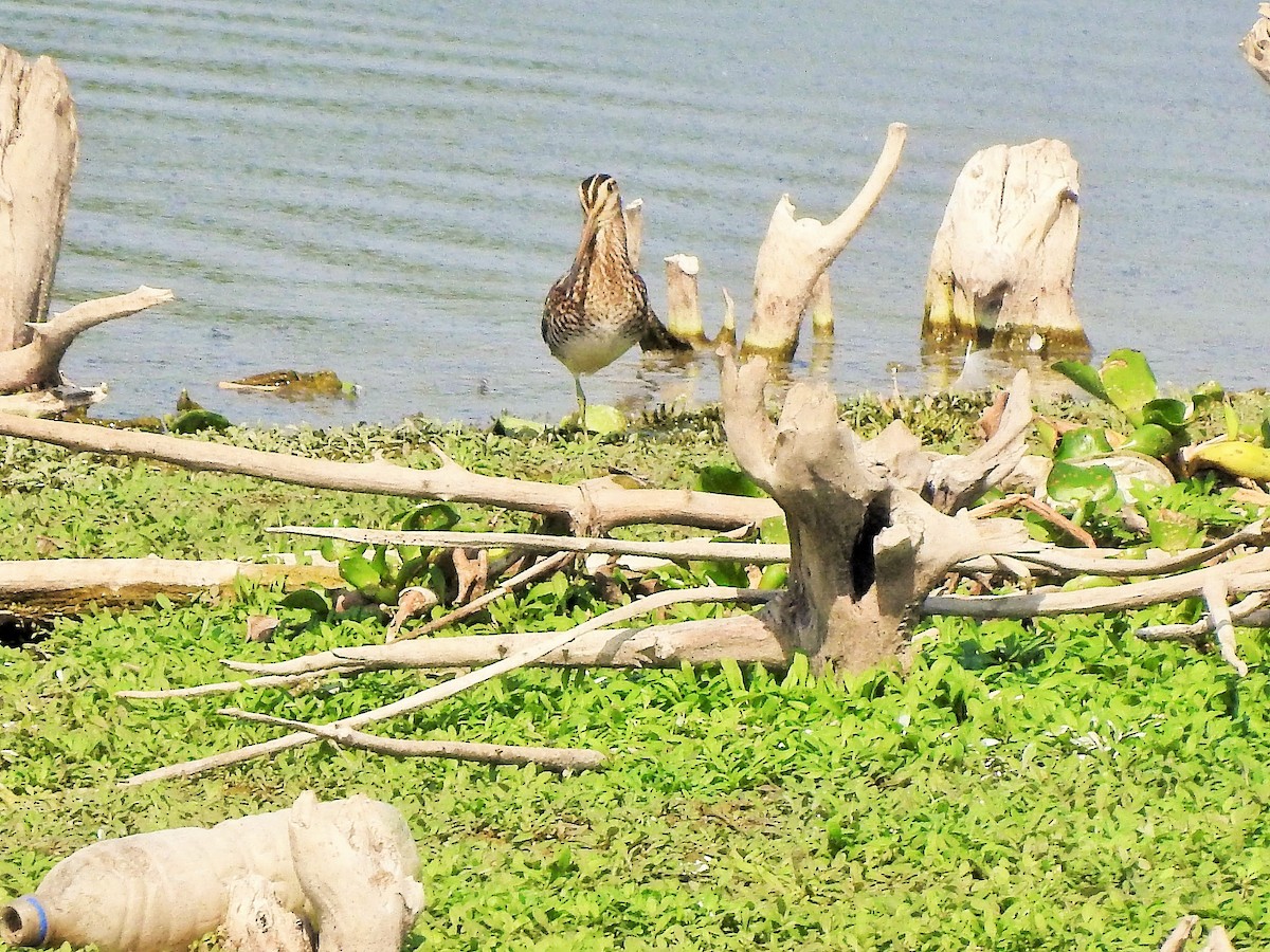 Common Snipe - Arulvelan Thillainayagam