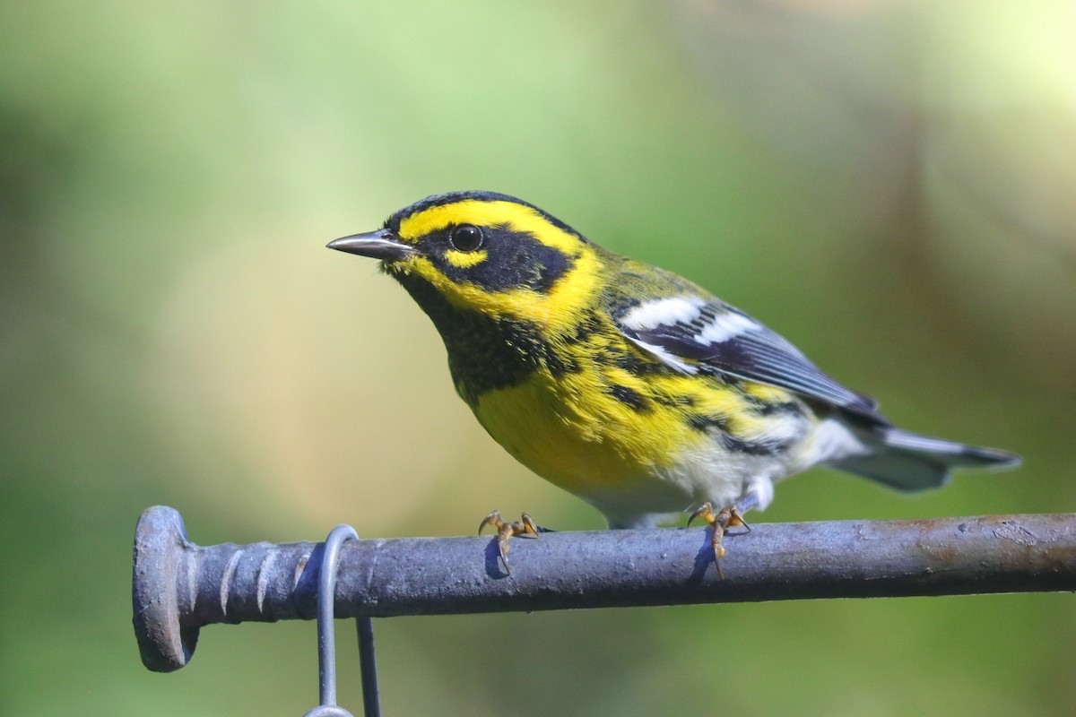 Townsend's Warbler - ML381582941