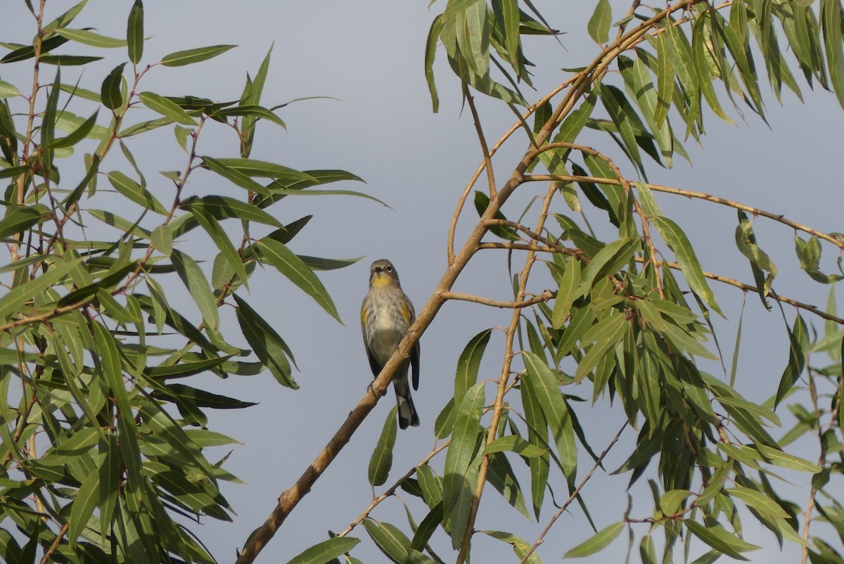 Yellow-rumped Warbler (Audubon's) - ML381582971