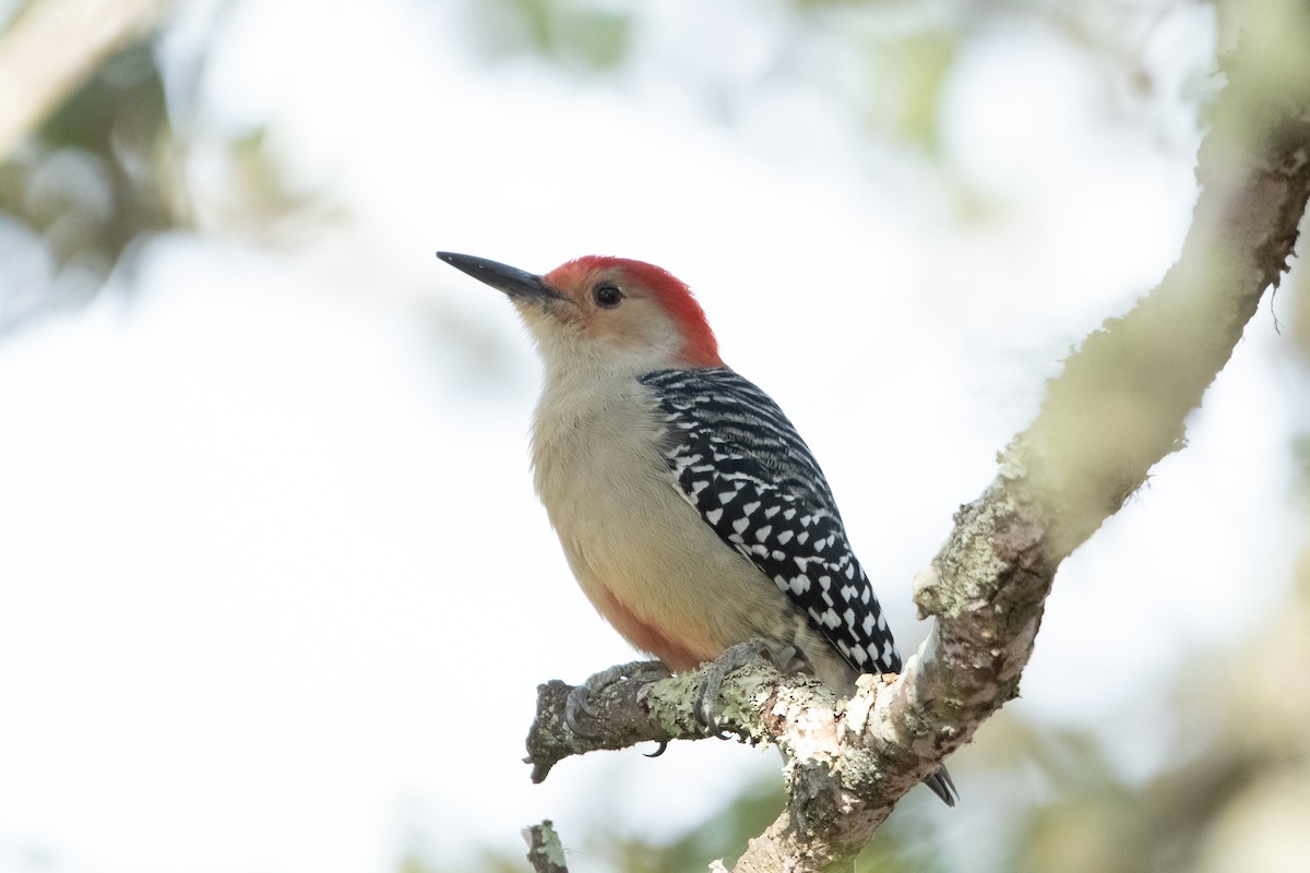 Red-bellied Woodpecker - David Olsen