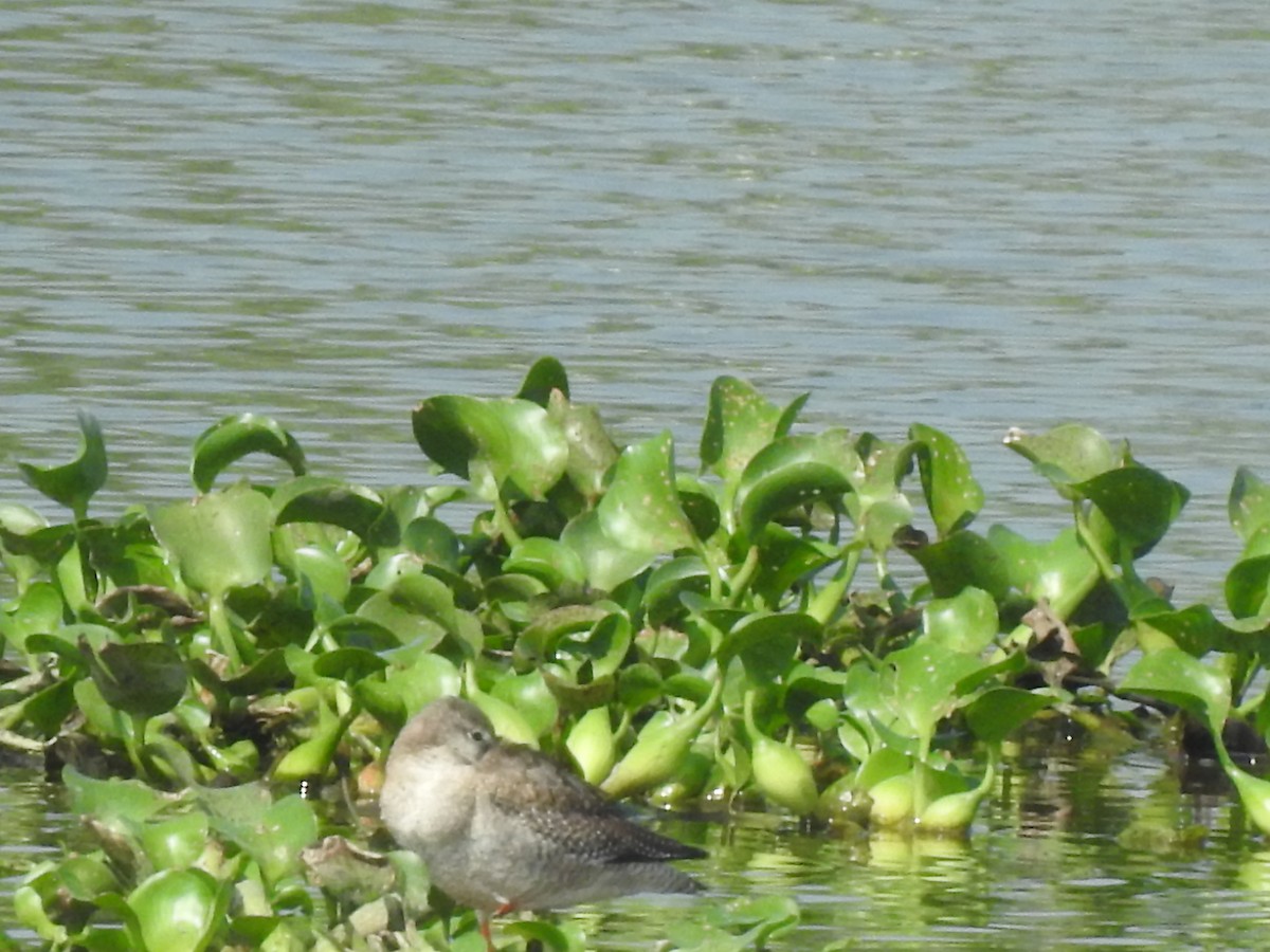 Spotted Redshank - ML381585221