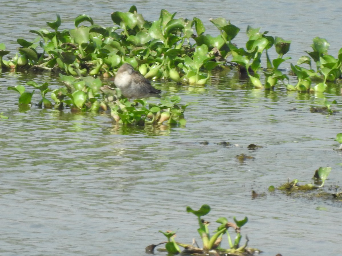 Spotted Redshank - ML381585241