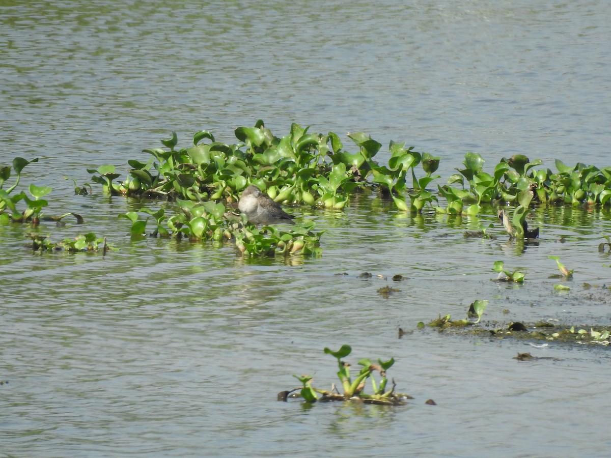 Spotted Redshank - ML381585251