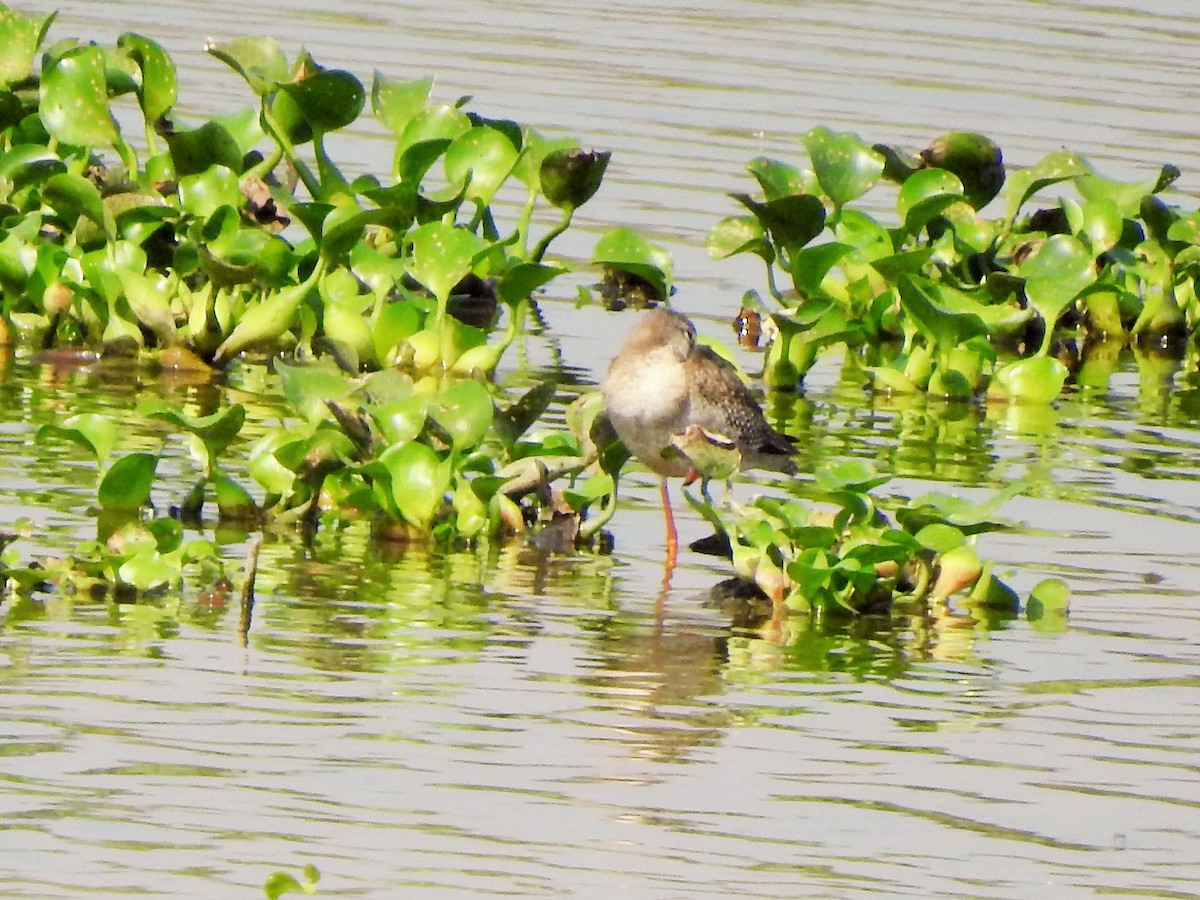 Spotted Redshank - ML381585261