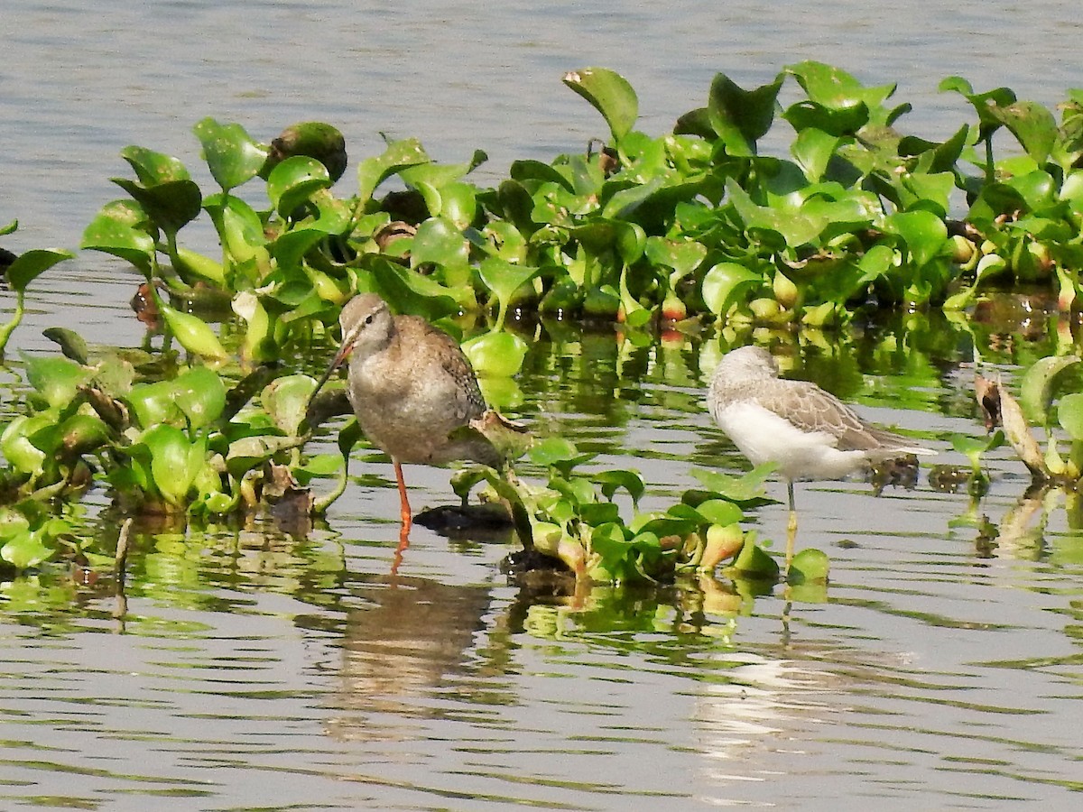 Spotted Redshank - ML381585351