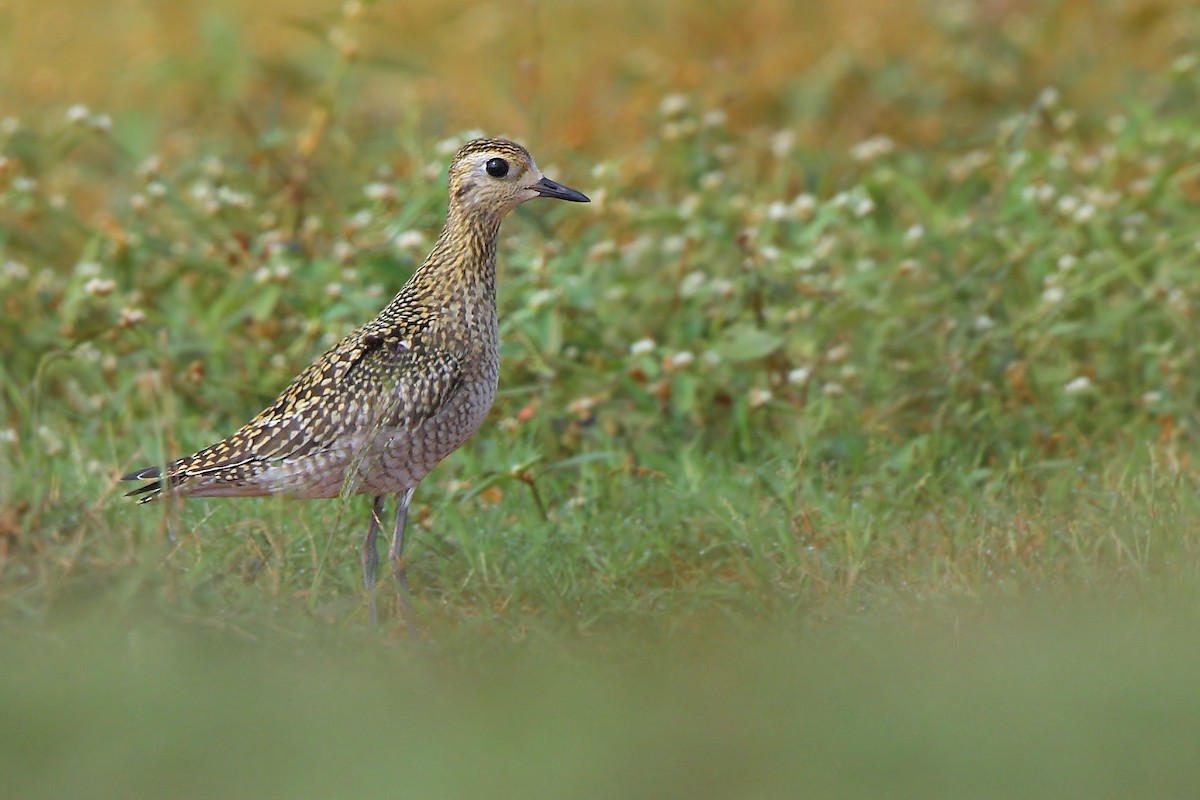 Chorlito Dorado Siberiano - ML381587711