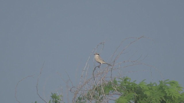 Сорокопуд сірий (підвид pallidirostris) - ML381588551