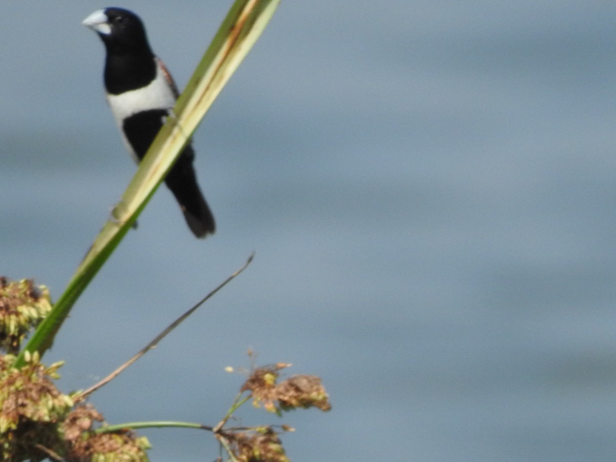 Tricolored Munia - ML381588671