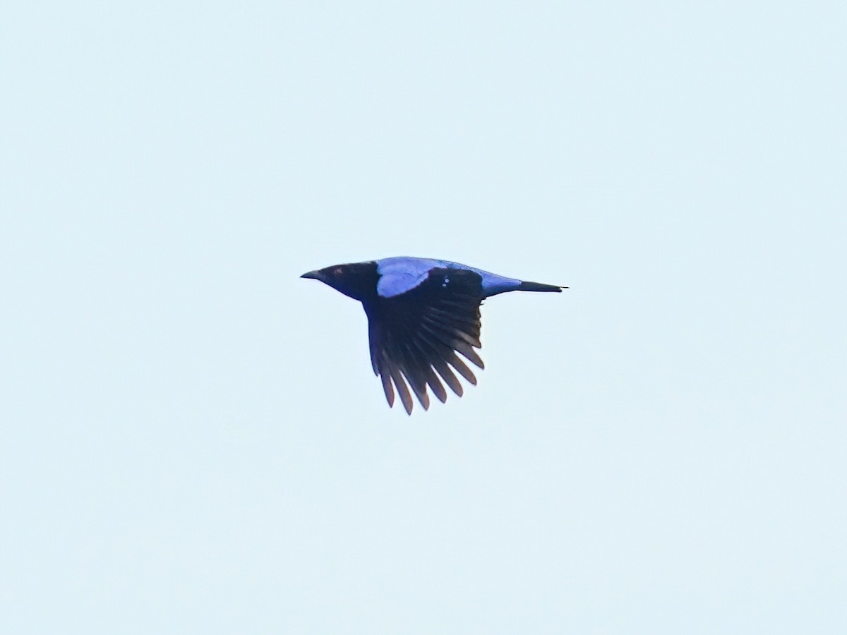 Asian Fairy-bluebird - ML381589071