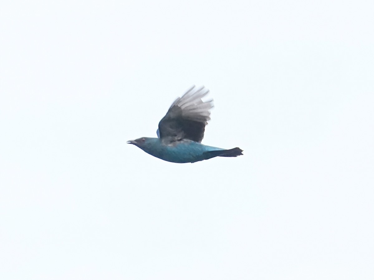 Asian Fairy-bluebird - ML381589091