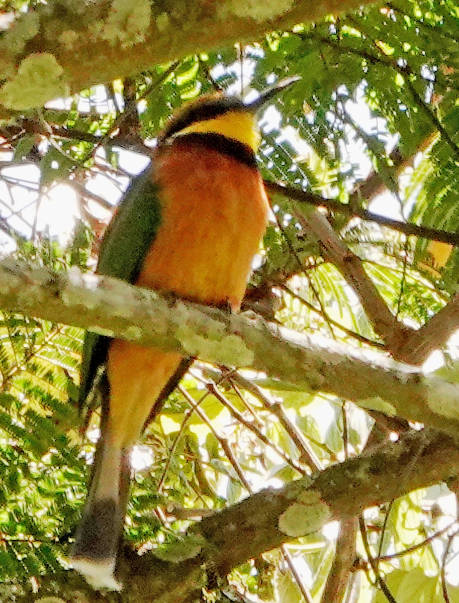 Cinnamon-chested Bee-eater - ML381589121