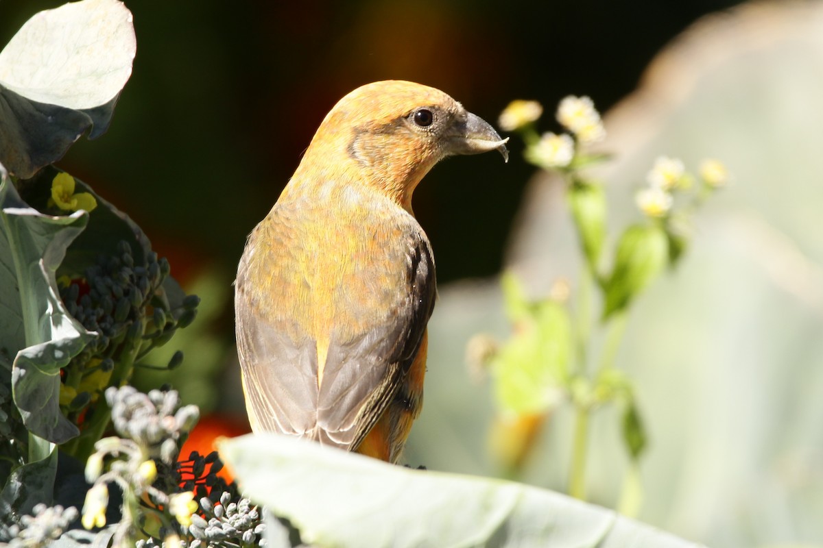 Red Crossbill - Padma Gyalpo