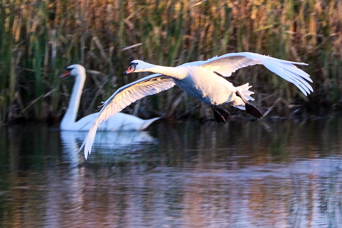 Höckerschwan - ML381590051