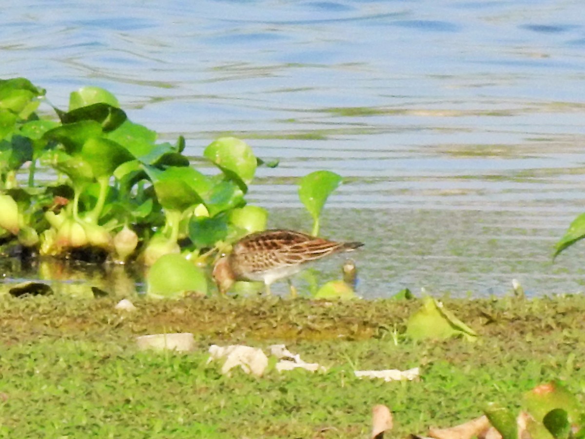 Pectoral Sandpiper - Arulvelan Thillainayagam