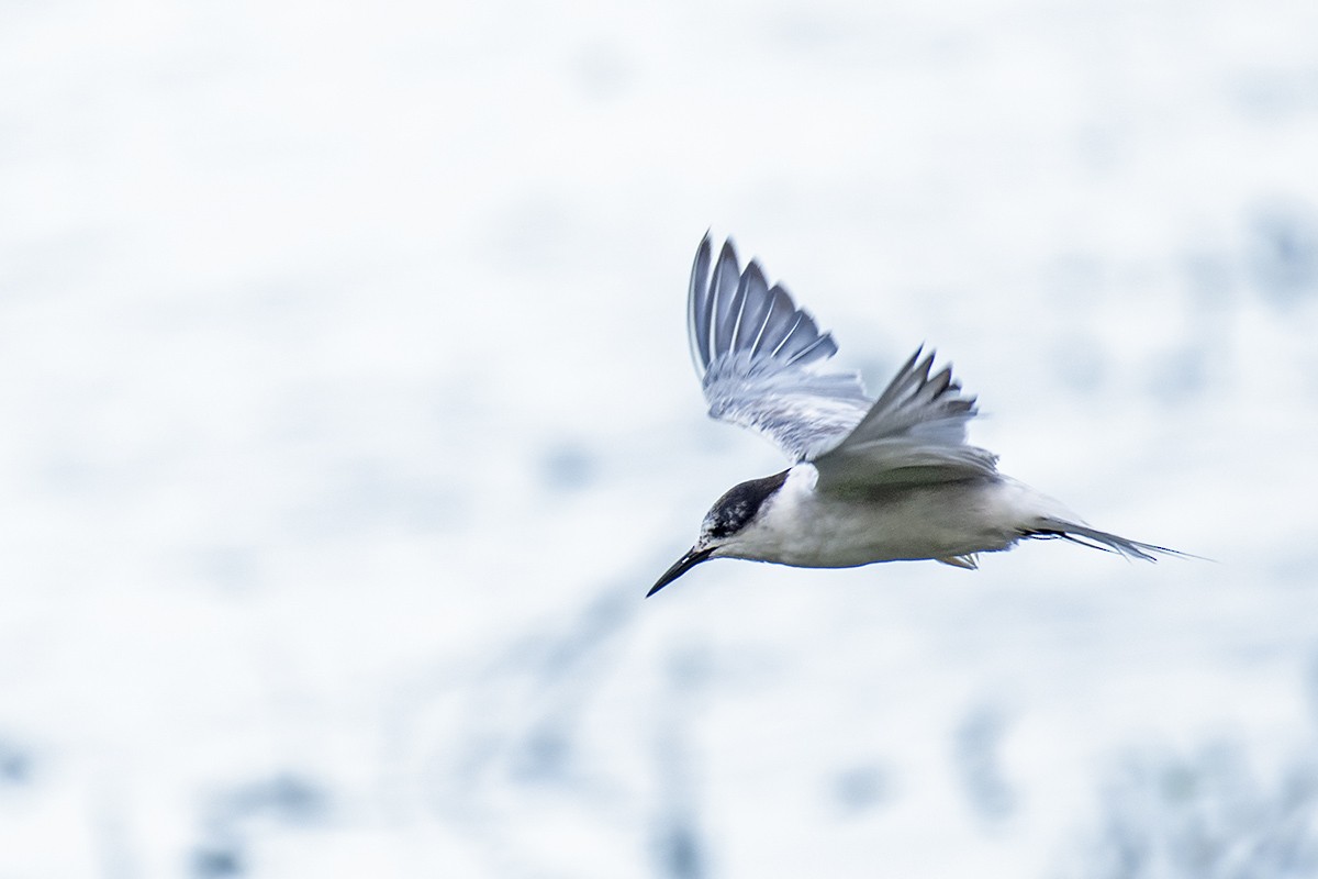 Common Tern - ML381591201