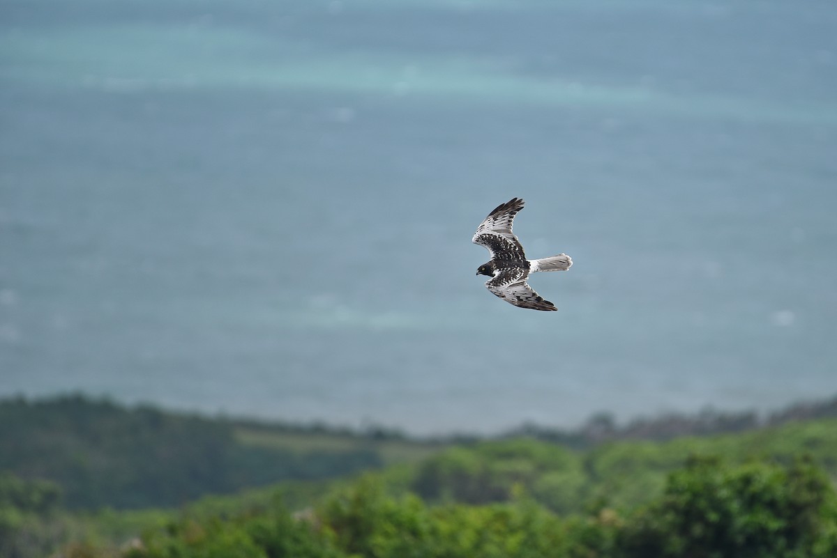 Eastern Marsh Harrier - ML381592341