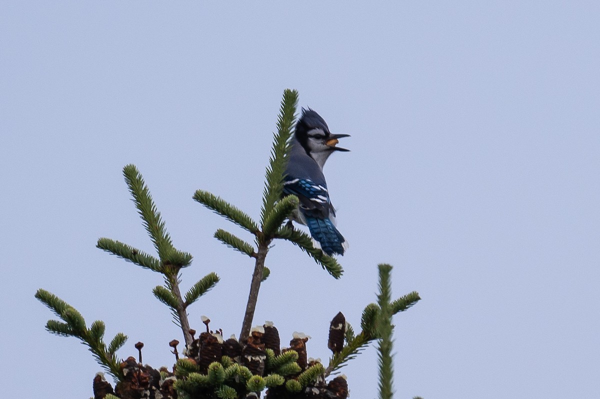 Blue Jay - Frank King