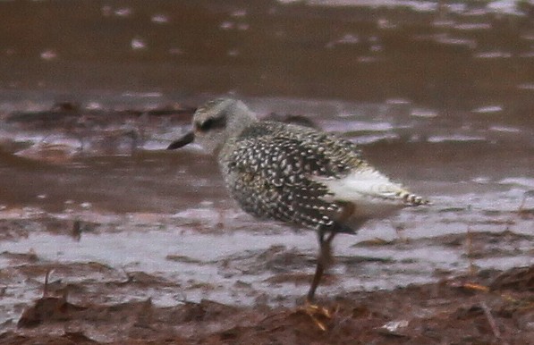 Black-bellied Plover - ML38159401