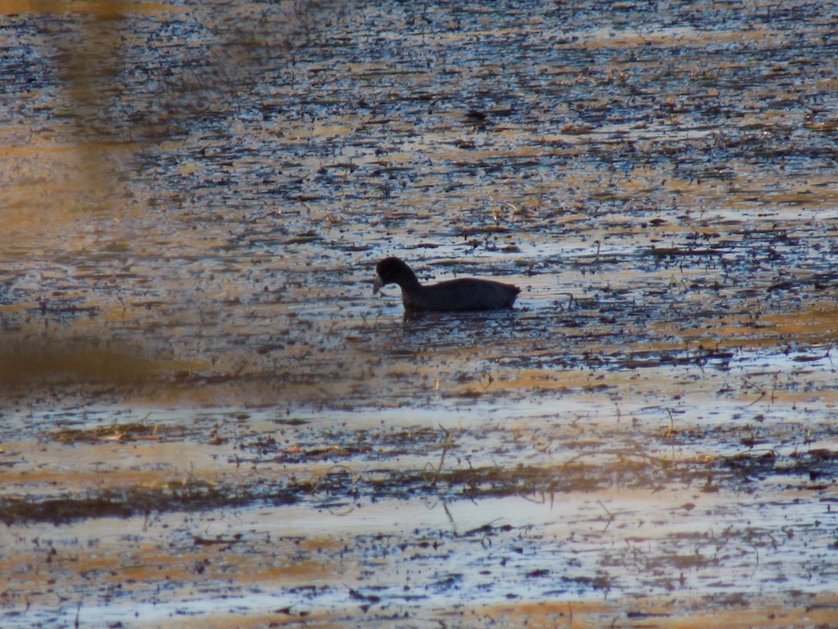 American Coot - ML38159481